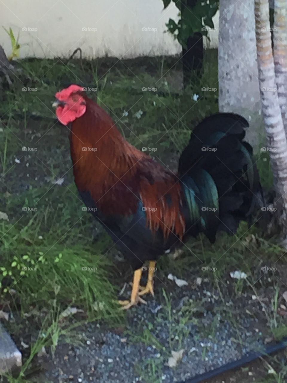 Rooster in Tortola 