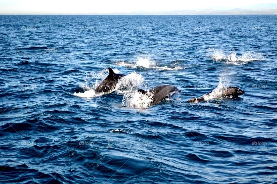 Bottle nosed dolphins