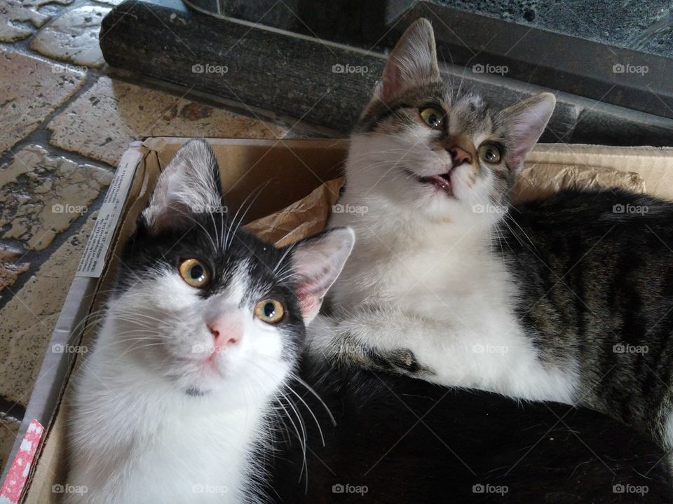 Two Cats looking at some interesting Things