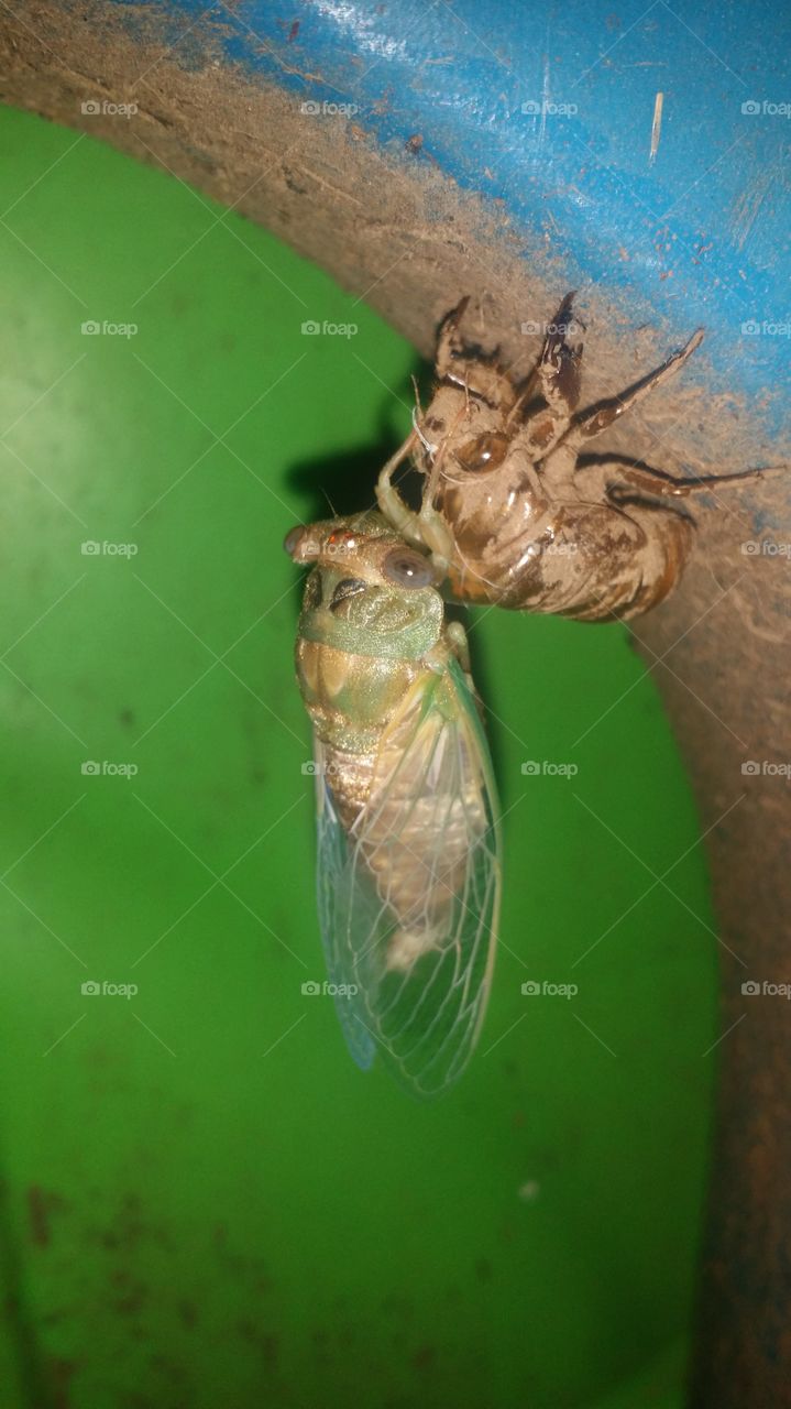 cicada metamorphosis