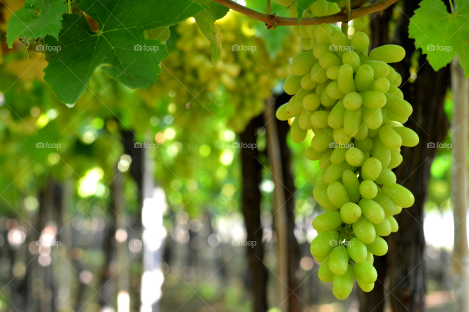 White grapes!