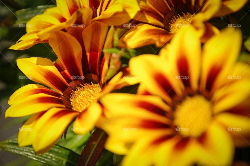 Macro photo of a yellow & red flower in the sunshine 