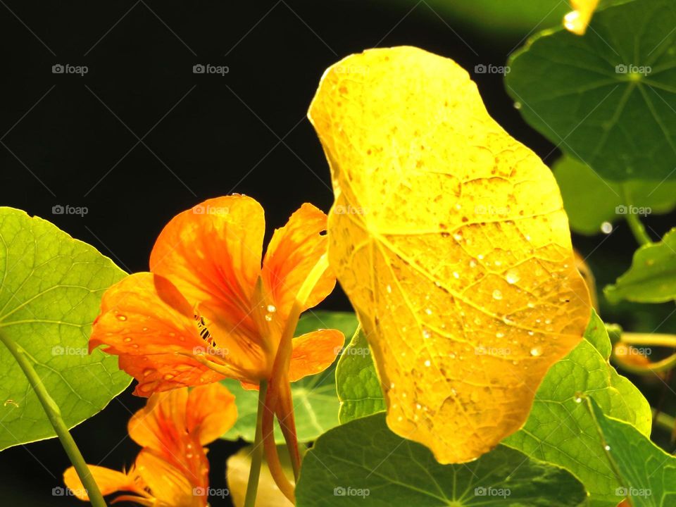 Close-up of bright yellow petals