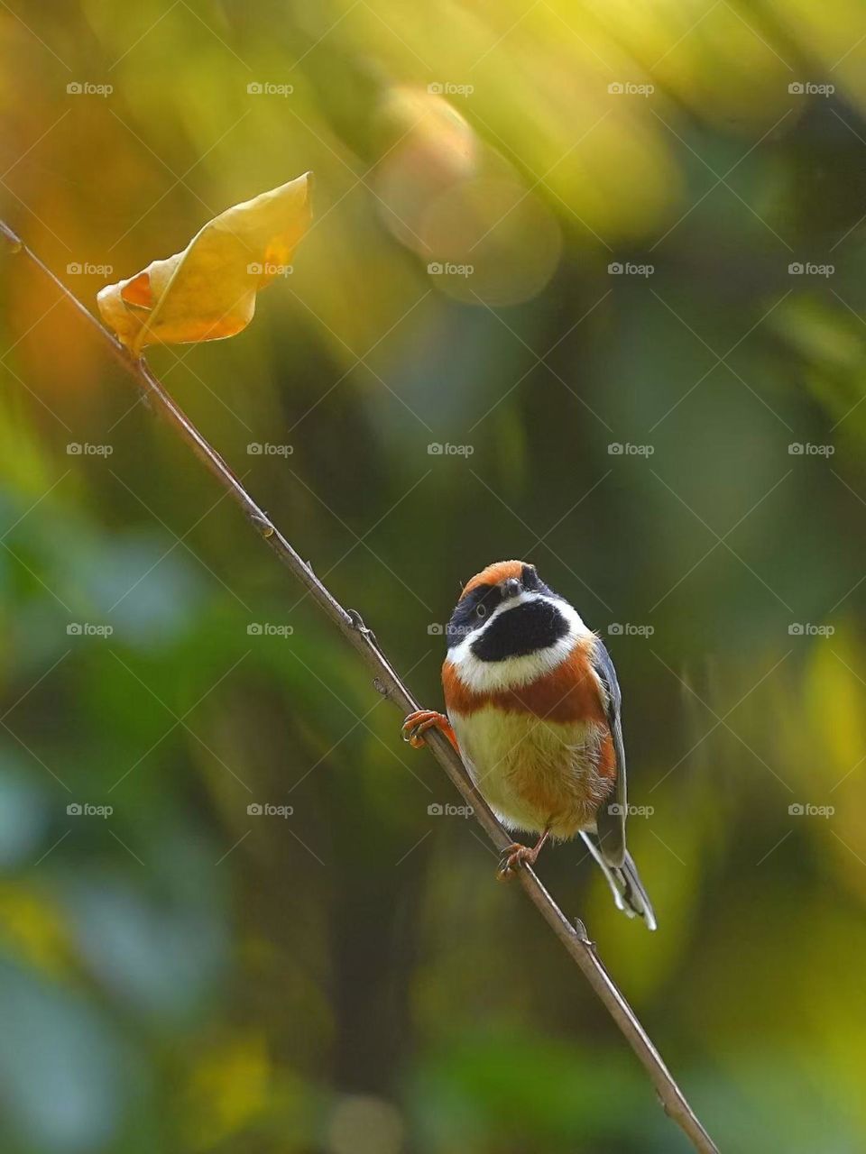 Look at fall leaves, fall has passed the season, winter does not know when the snow come 