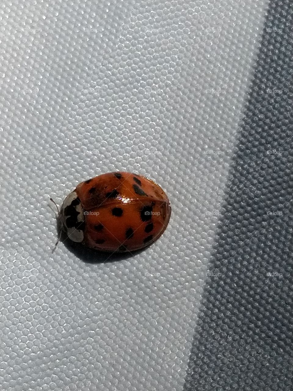 lady bug