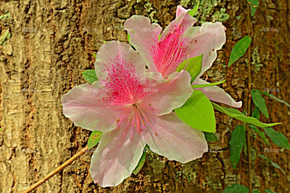 Pink Azalea 