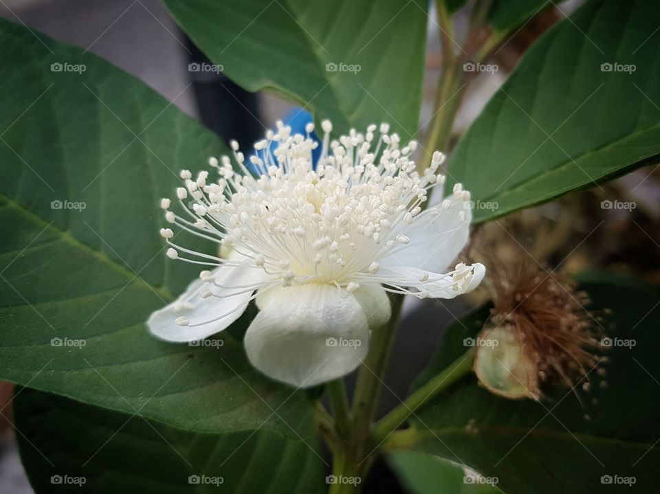 guava flower