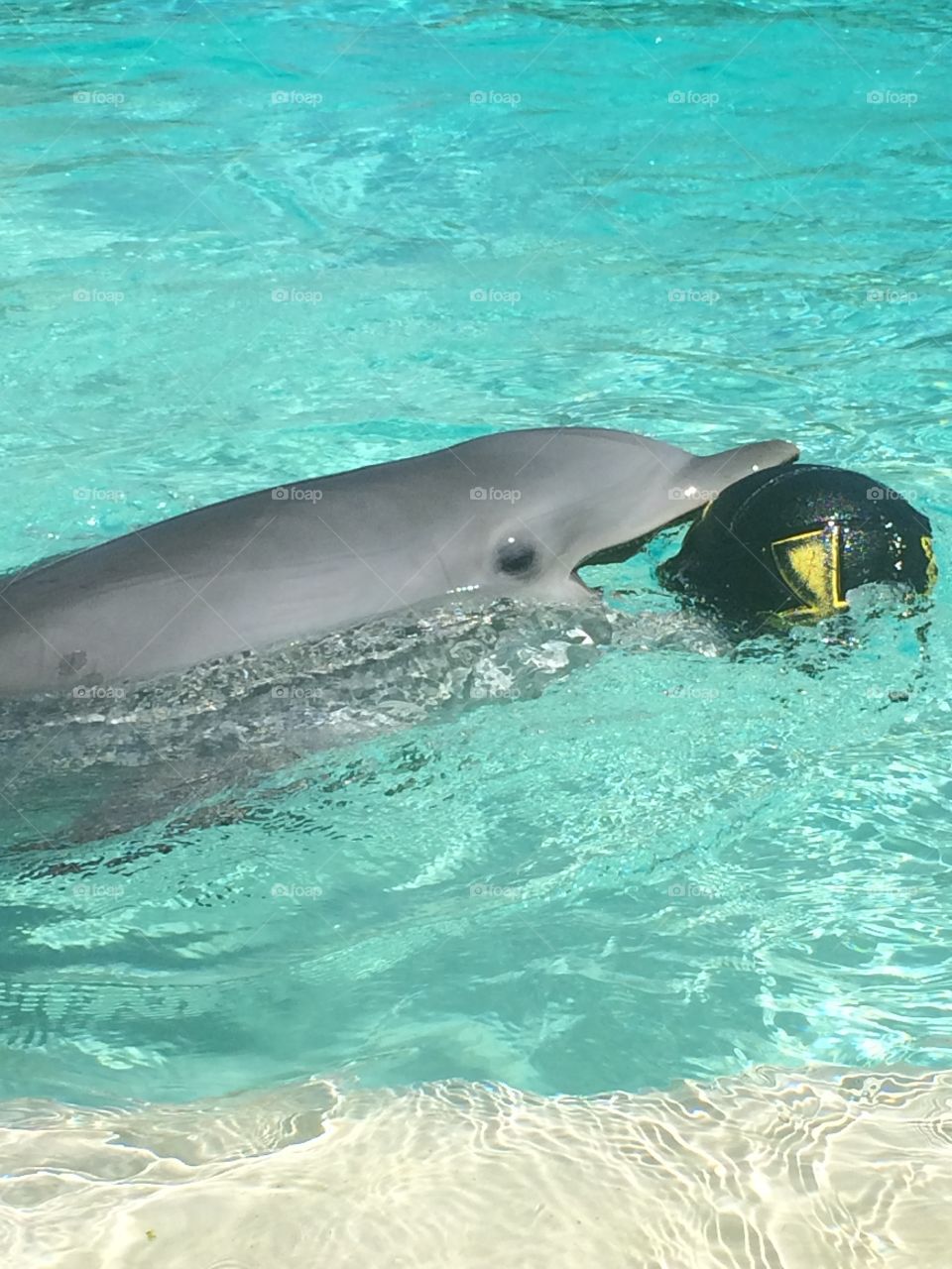 Dolphin playing