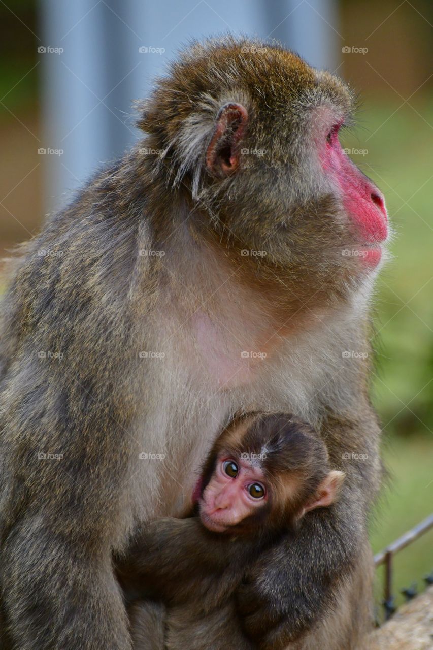 Momma macaque with baby