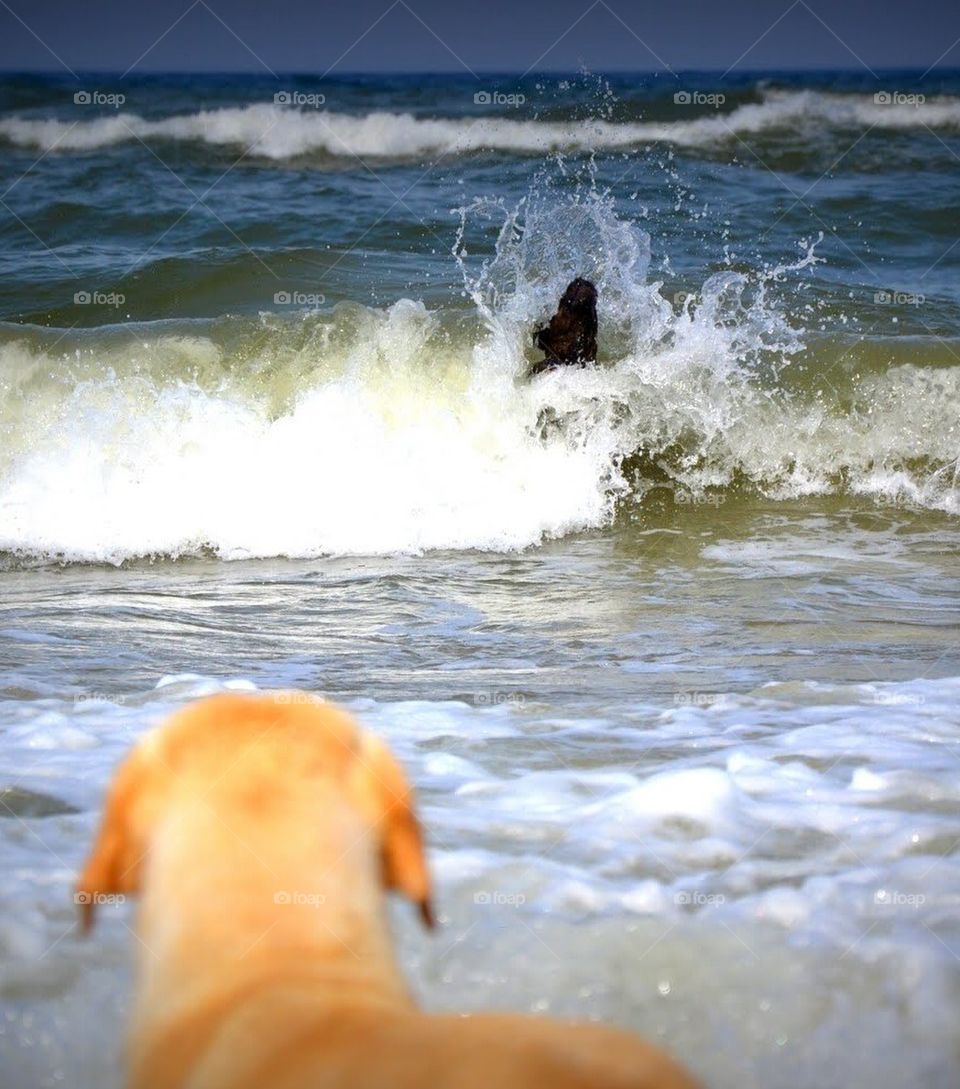 summer play dog fun by bubu