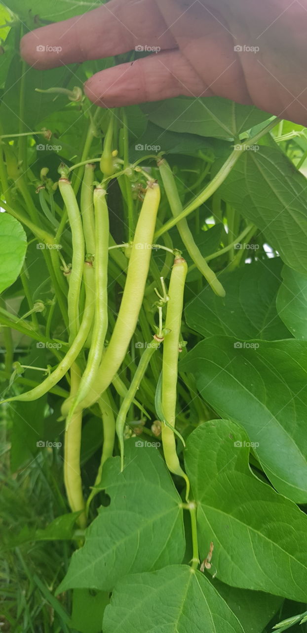 beans, phaseolus