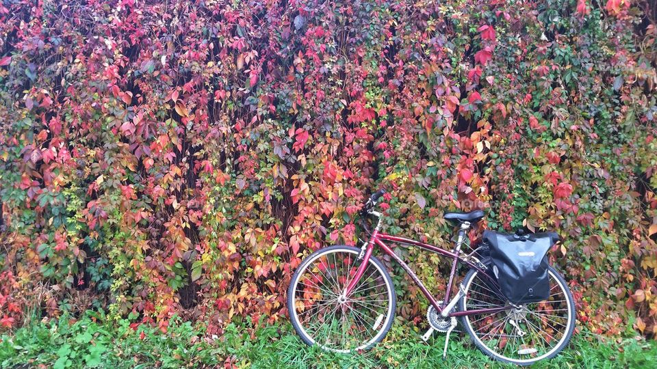 autumn bike
