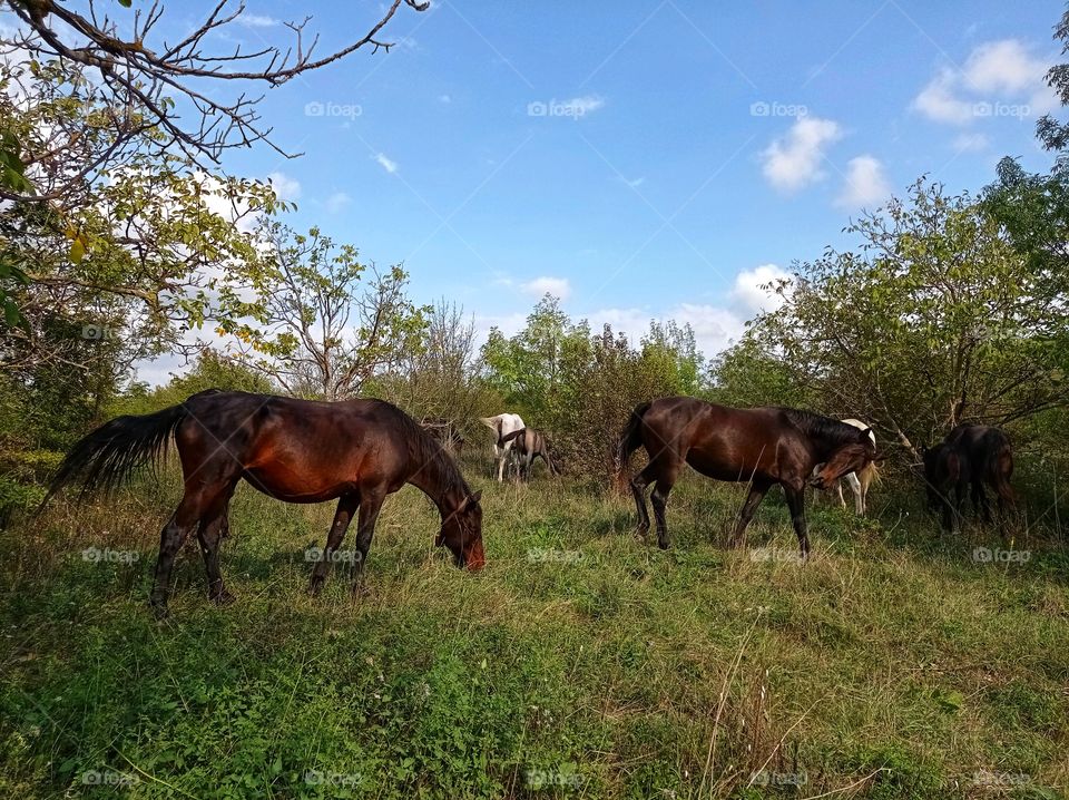 Horses and foals graze in the forest.