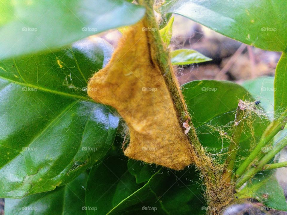 A cocoon or pupa is one of the life stages of an insect that undergoes metamorphosis