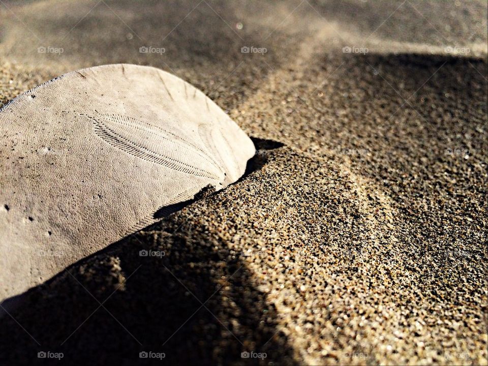 Close-up of sand dollar