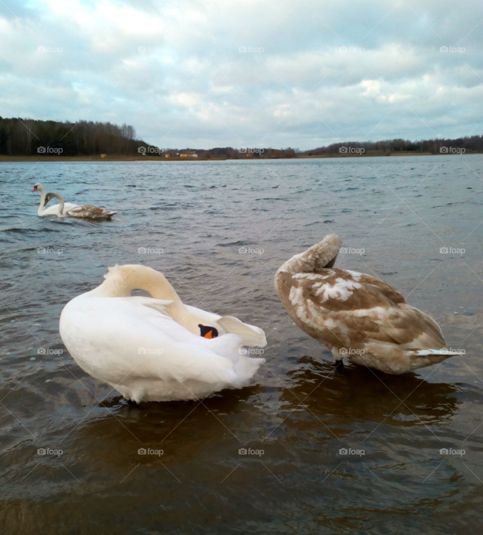 Water, Bird, Lake, Swan, No Person