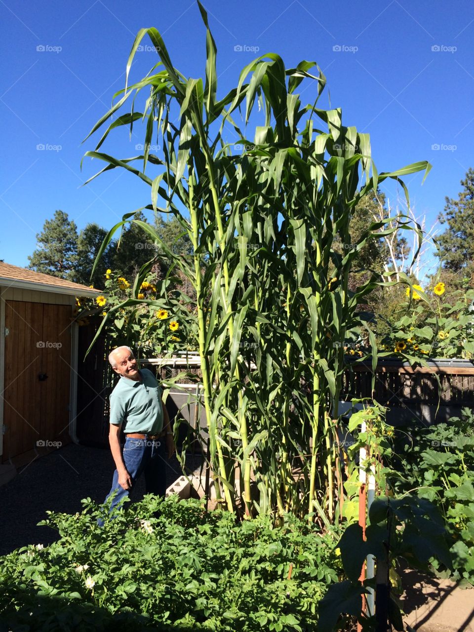 Corn. Very tall corn 