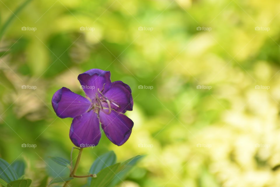 eye soothing Beautiful flowers