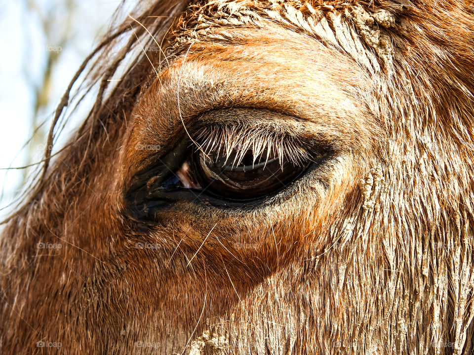 Horse's Eye Closeup