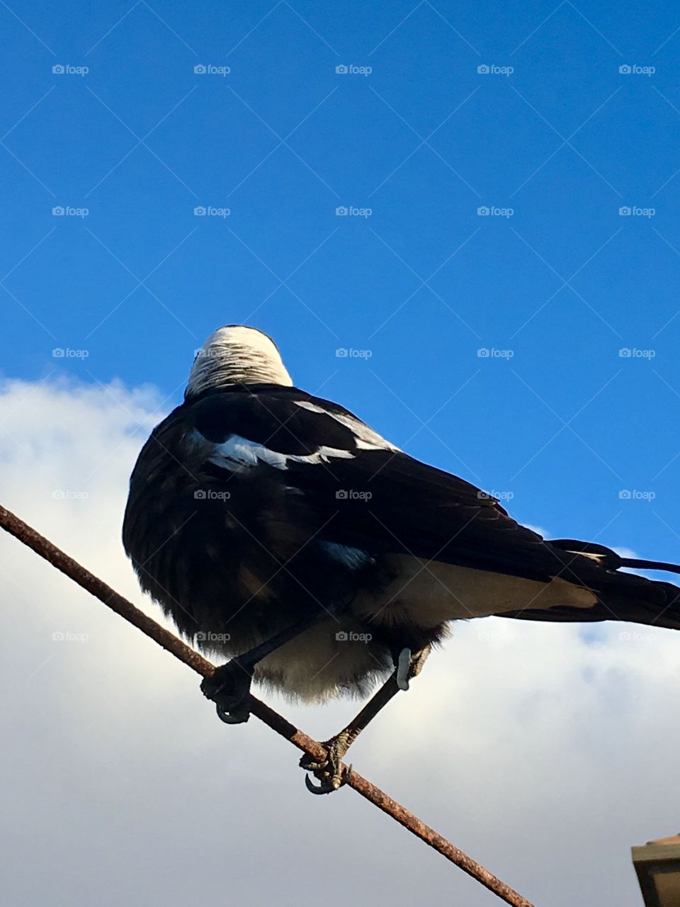 Magpie on a wire back view 