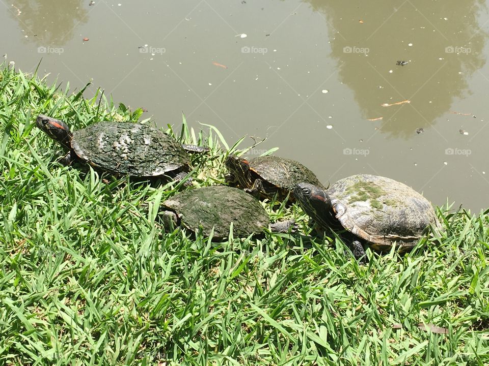 Turtles