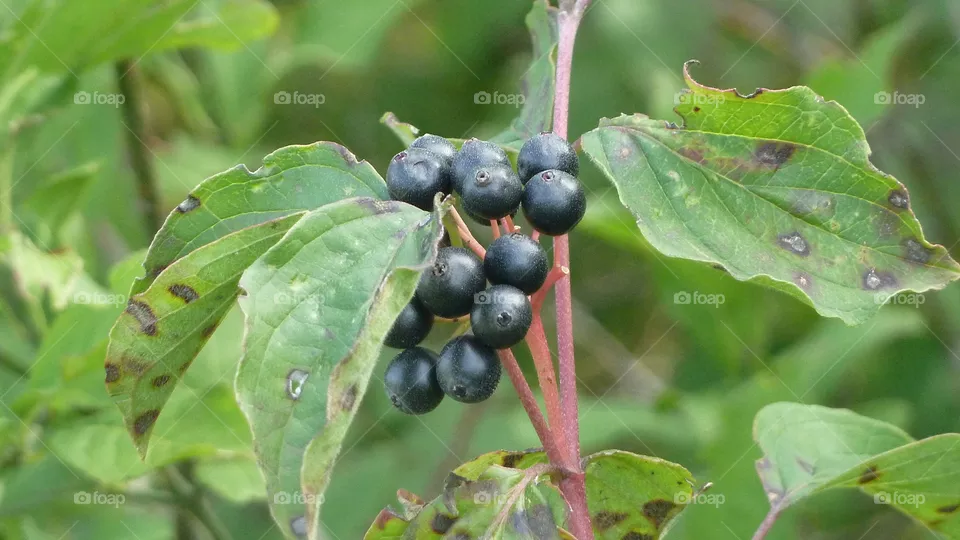 red dogwood berry