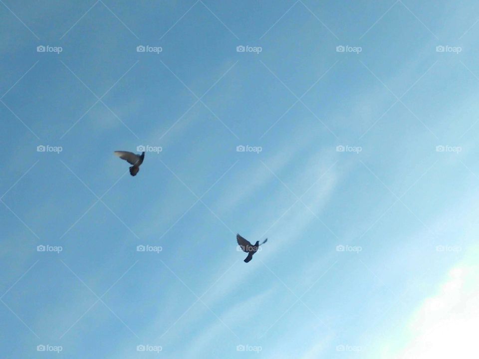 Two flying pigeons cross the sky.