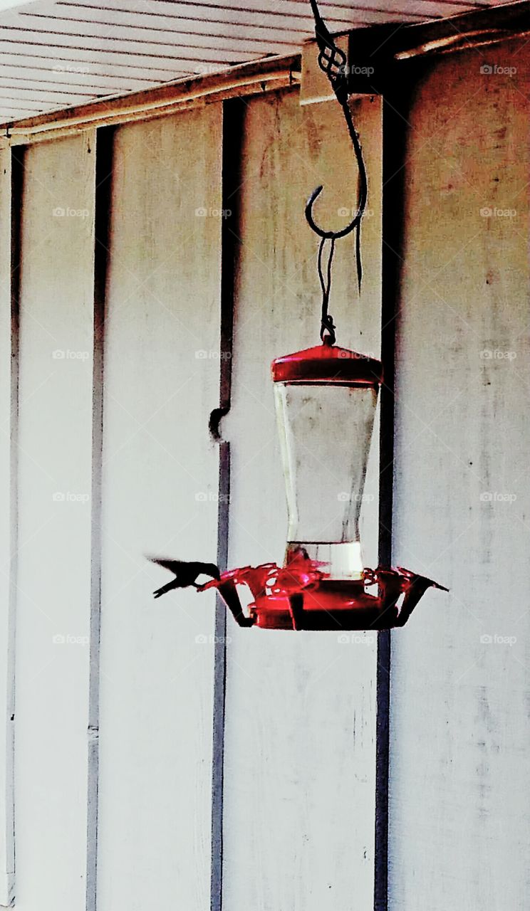 Humming Bird Feeder at a Country House