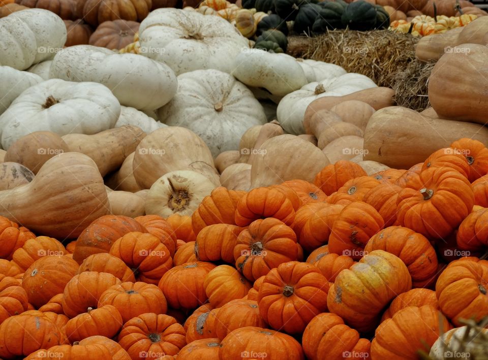 Autumn Harvest Pumpkins
