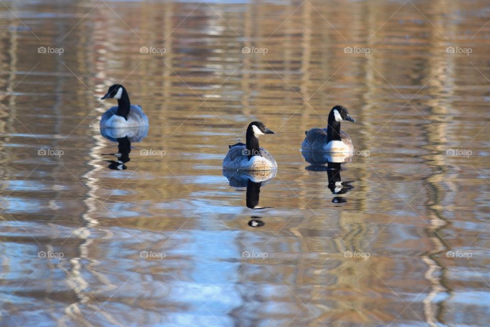 Canadian geese