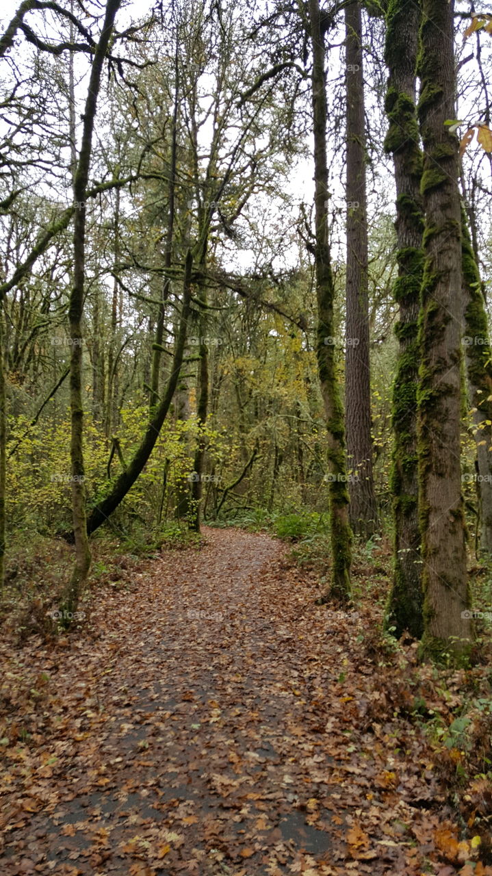 natural park and pathway