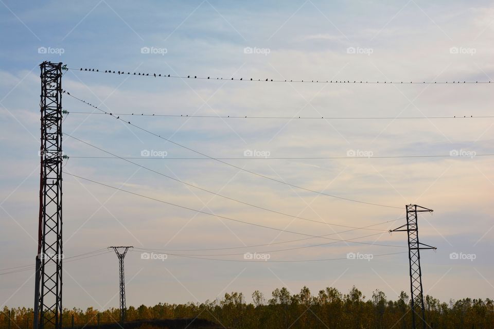 birds on the wires during the sunset