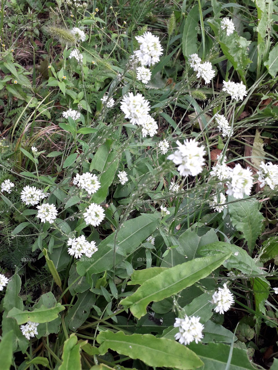 some white meadow flowers