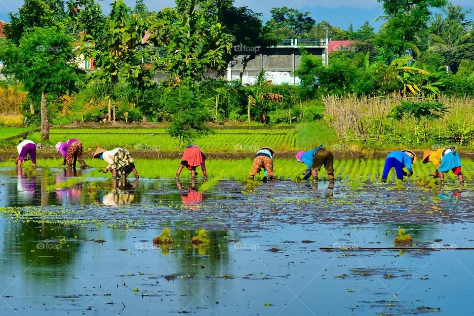 menanam padi ( matun)