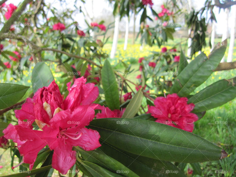 Flower, Nature, Garden, Flora, Leaf