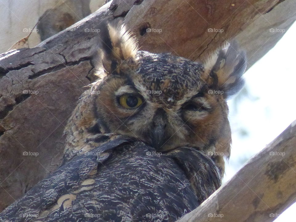 Owl winking at you