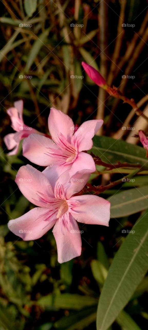 Nerium oleander