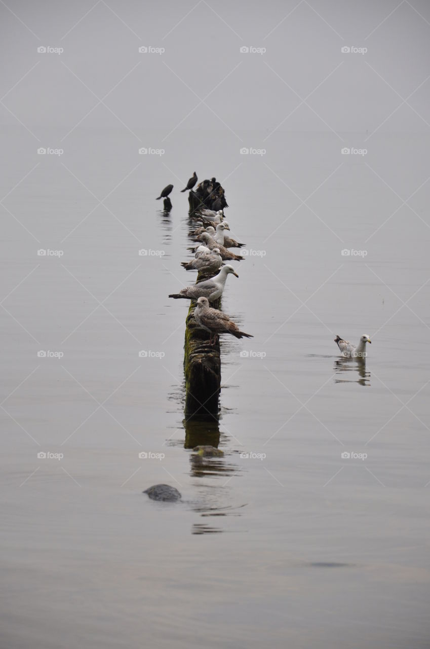 seabirds on grey day