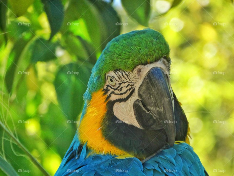 Blue And Green Parrot