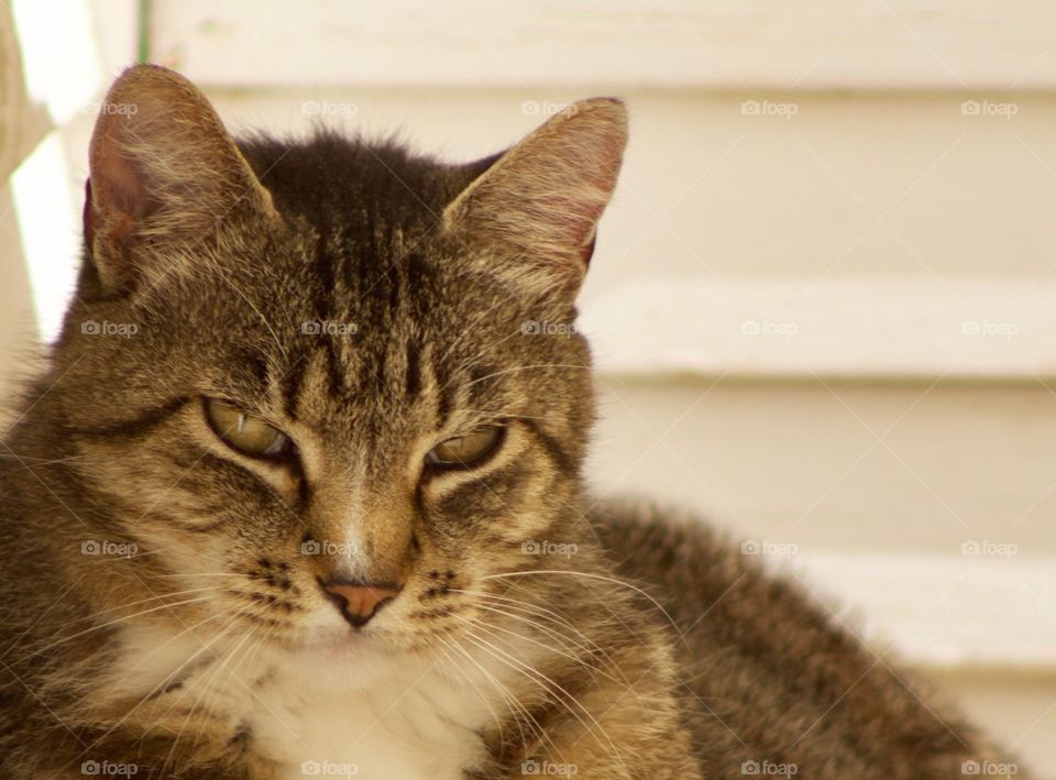 A day-dreamy grey tabby