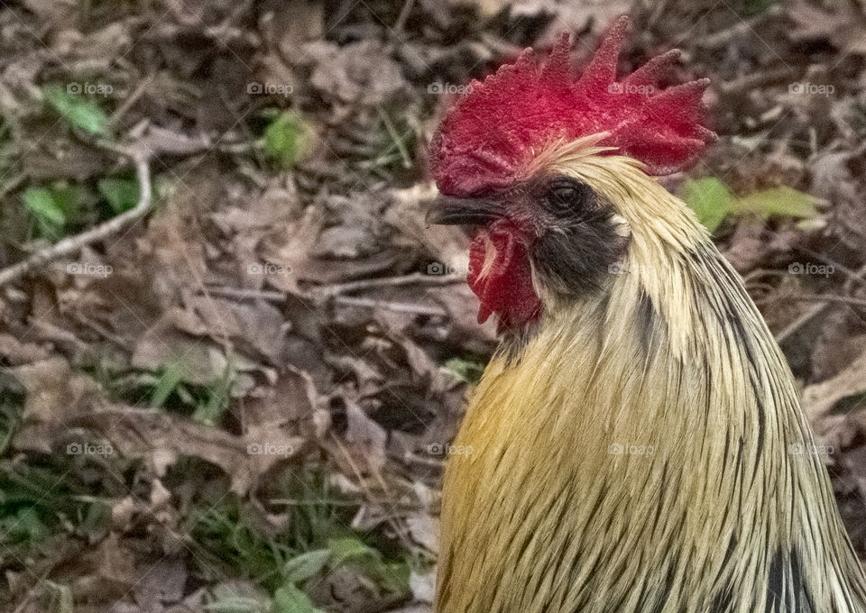 rooster