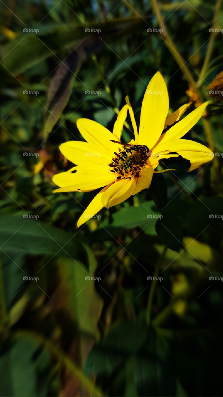 Bee on yellow flower 2