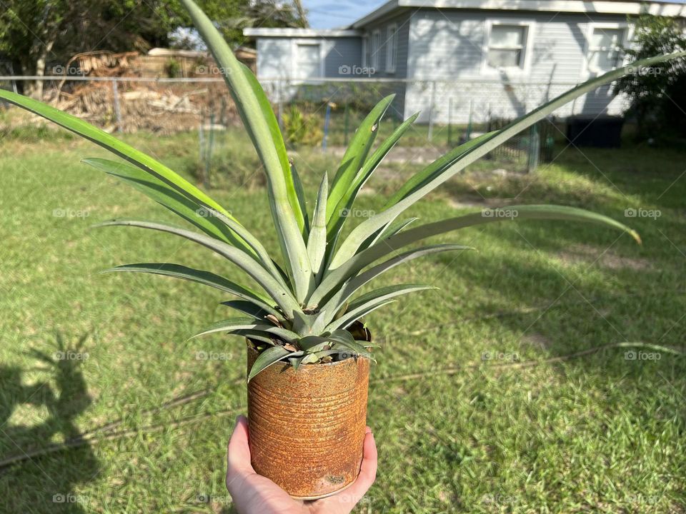 Pineapple plant ready to go into the big garden