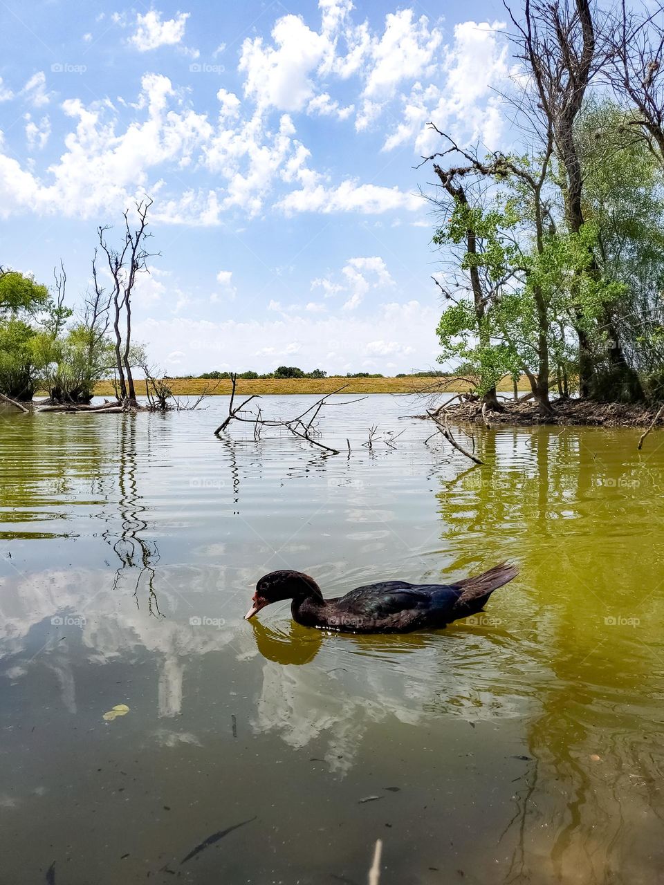 Nature flora and fauna:  duck