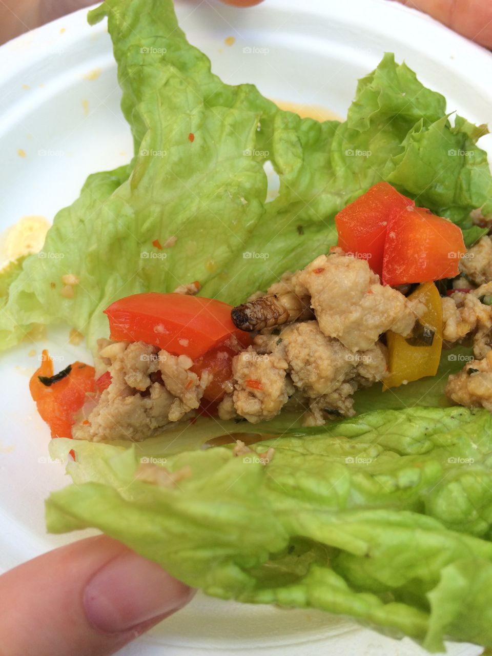 Bug lettuce wrap