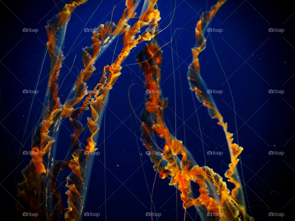 Kelp