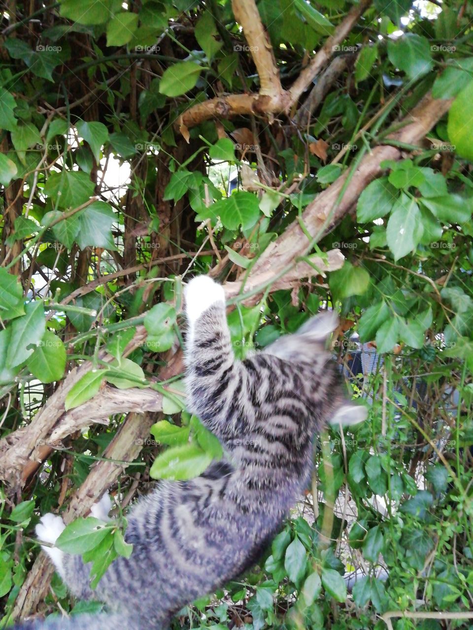 Kitty in the tree