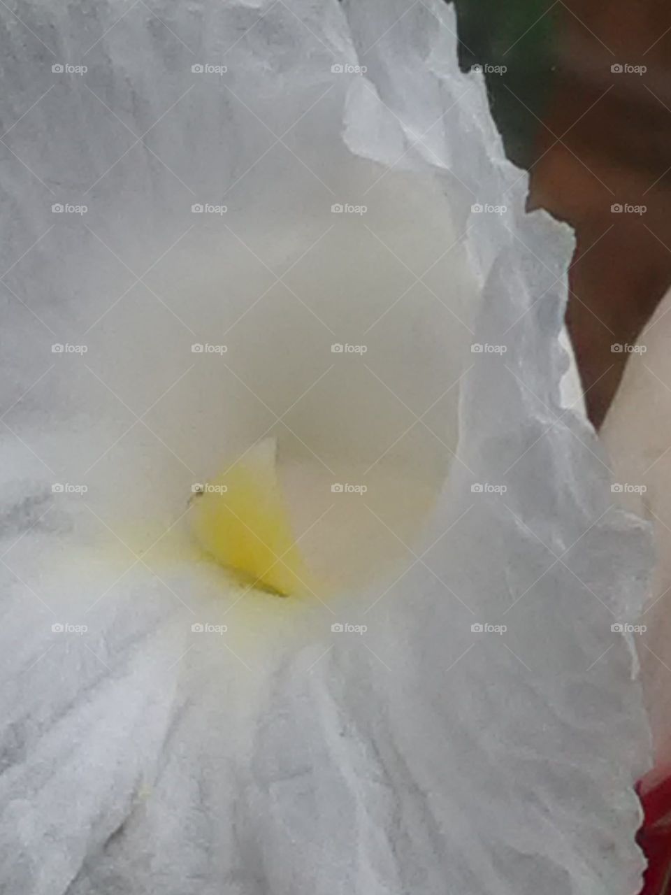 Do not look at it with my eyes, that there is no angel in white clothes. beautiful flower.