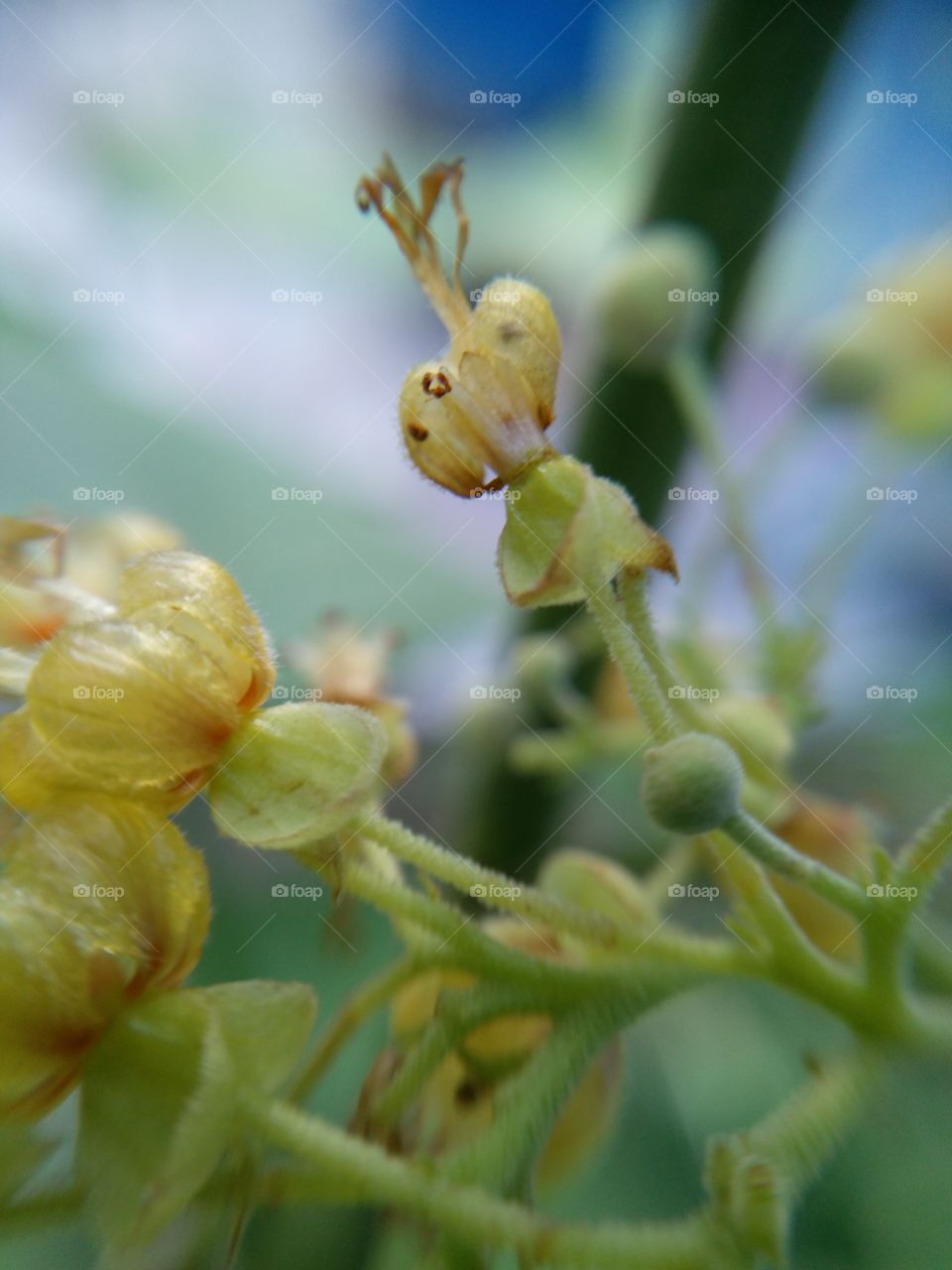 Close-up of a green plant