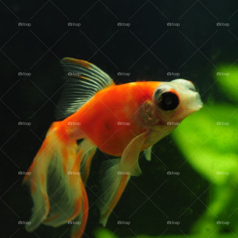 aquarium goldfish